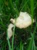<imgr0*100:stuff/z/147496/Fungal%2520Fun/P6210172.JPG>