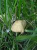<imgr0*100:stuff/z/147496/Fungal%2520Fun/P6210174.JPG>