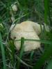 <imgr0*100:stuff/z/147496/Fungal%2520Fun/P6210175.JPG>