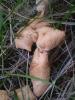 <imgr0*100:stuff/z/147496/Fungal%2520Fun/P6210176.JPG>