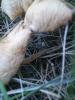<imgr0*100:stuff/z/147496/Fungal%2520Fun/P6210177.JPG>