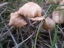 <img0*100:stuff/z/147496/Fungal%2520Fun/P6210178.JPG>