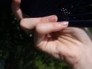 <img0*100:stuff/z/147496/Hands%2520Holding%2520Fans.1/P8030055.JPG>