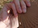 <img0*100:stuff/z/147496/Hands%2520Holding%2520Fans.1/P8030082.JPG>