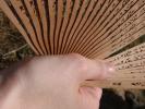 <img0*100:stuff/z/147496/Hands%2520Holding%2520Fans.1/P8030084.JPG>