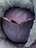 <imgr0*100:stuff/z/147496/Leafy%2520Plants/P7030013.JPG>