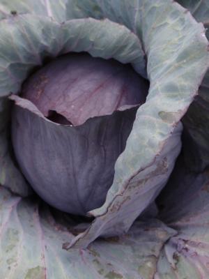 <img300*0:http://elftown.heddate.com/stuff/z/147496/Leafy%2520Plants/P7030014.JPG?r=r>
