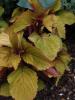 <imgr0*100:stuff/z/147496/Leafy%2520Plants/P7030018.JPG>