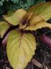 <imgr0*100:stuff/z/147496/Leafy%2520Plants/P7030019.JPG>