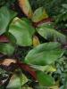 <imgr0*100:stuff/z/147496/Leafy%2520Plants/P7030020.JPG>