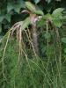 <imgr0*100:stuff/z/147496/Leafy%2520Plants/P7030021.JPG>