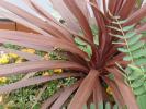 <img0*100:stuff/z/147496/Leafy%2520Plants/P7030026.JPG>