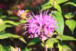 <img0*100:stuff/z/147496/Plants%2520and%2520Pretties%253a%2520Flowers%25202/IMG_1574.JPG>