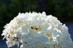 <img0*100:stuff/z/147496/Plants%2520and%2520Pretties%253a%2520Flowers%25202/IMG_1575.JPG>