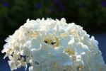 <img0*100:stuff/z/147496/Plants%2520and%2520Pretties%253a%2520Flowers%25202/IMG_1576.JPG>