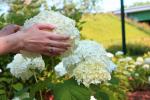 <img0*100:stuff/z/147496/Plants%2520and%2520Pretties%253a%2520Flowers%25202/IMG_1579.JPG>
