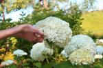 <img0*100:stuff/z/147496/Plants%2520and%2520Pretties%253a%2520Flowers%25202/IMG_1583.JPG>