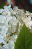 <imgl0*100:stuff/z/147496/Plants%2520and%2520Pretties%253a%2520Flowers%25202/IMG_1588.JPG>
