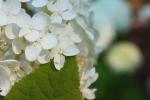 <img0*100:stuff/z/147496/Plants%2520and%2520Pretties%253a%2520Flowers%25202/IMG_1590.JPG>