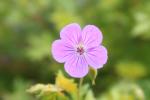 <img0*100:stuff/z/147496/Plants%2520and%2520Pretties%253a%2520Flowers%25202/IMG_1591.JPG>
