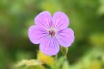 <img0*100:stuff/z/147496/Plants%2520and%2520Pretties%253a%2520Flowers%25202/IMG_1593.JPG>