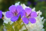 <img0*100:stuff/z/147496/Plants%2520and%2520Pretties%253a%2520Flowers%25202/IMG_1599.JPG>