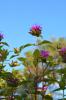 <imgr0*100:stuff/z/147496/Plants%2520and%2520Pretties%253a%2520Flowers%25202/IMG_1600.JPG>