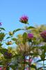 <imgr0*100:stuff/z/147496/Plants%2520and%2520Pretties%253a%2520Flowers%25202/IMG_1601.JPG>