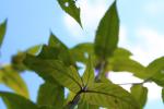 <img0*100:stuff/z/147496/Plants%2520and%2520Pretties%253a%2520Flowers%25202/IMG_1605.JPG>