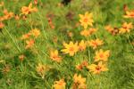 <img0*100:stuff/z/147496/Plants%2520and%2520Pretties%253a%2520Flowers%25202/IMG_1610.JPG>