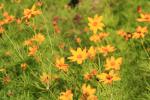 <img0*100:stuff/z/147496/Plants%2520and%2520Pretties%253a%2520Flowers%25202/IMG_1611.JPG>