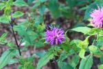 <img0*100:stuff/z/147496/Plants%2520and%2520Pretties%253a%2520Flowers%25202/IMG_1612.JPG>