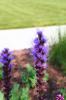 <img0*100:stuff/z/147496/Plants%2520and%2520Pretties%253a%2520Flowers%25208/IMG_1520.JPG>