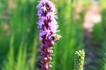 <img0*100:stuff/z/147496/Plants%2520and%2520Pretties%253a%2520Flowers%25208/IMG_1521.JPG>
