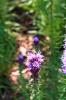 <img0*100:stuff/z/147496/Plants%2520and%2520Pretties%253a%2520Flowers%25208/IMG_1526.JPG>