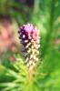<img0*100:stuff/z/147496/Plants%2520and%2520Pretties%253a%2520Flowers%25208/IMG_1532.JPG>