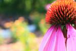 <img0*100:stuff/z/147496/Plants%2520and%2520Pretties%253a%2520Flowers%25208/IMG_1537.JPG>