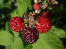 <img0*100:stuff/z/147496/Plants%2520and%2520Pretties%253a%2520Raspberries/P7030483.JPG>