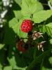 <imgr0*100:stuff/z/147496/Plants%2520and%2520Pretties%253a%2520Raspberries/P7030491.JPG>