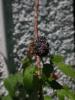 <imgr0*100:stuff/z/147496/Plants%2520and%2520Pretties%253a%2520Raspberries/P7030492.JPG>