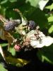 <imgr0*100:stuff/z/147496/Plants%2520and%2520Pretties%253a%2520Raspberries/P7030497.JPG>