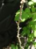 <imgr0*100:stuff/z/147496/Plants%2520and%2520Pretties%253a%2520Raspberries/P7030498.JPG>
