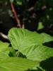 <imgr0*100:stuff/z/147496/Plants%2520and%2520Pretties%253a%2520Raspberries/P7030500.JPG>