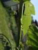 <imgr0*100:stuff/z/147496/Plants%2520and%2520Pretties%253a%2520Raspberries/P7030501.JPG>