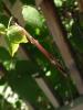 <imgr0*100:stuff/z/147496/Plants%2520and%2520Pretties%253a%2520Raspberries/P7030502.JPG>