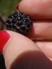 <imgr0*100:stuff/z/147496/Plants%2520and%2520Pretties%253a%2520Raspberries/P7030507.JPG>