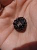 <imgr0*100:stuff/z/147496/Plants%2520and%2520Pretties%253a%2520Raspberries/P7030508.JPG>