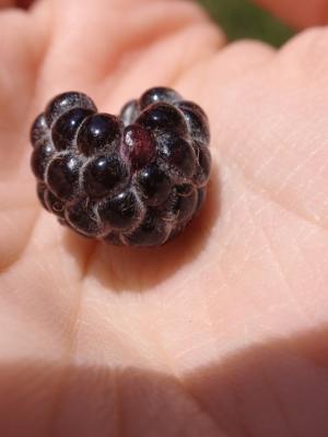 <img300*0:http://elftown.heddate.com/stuff/z/147496/Plants%2520and%2520Pretties%253a%2520Raspberries/P7030509.JPG?r=r>