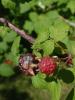 <imgr0*100:stuff/z/147496/Plants%2520and%2520Pretties%253a%2520Raspberries/P7030510.JPG>