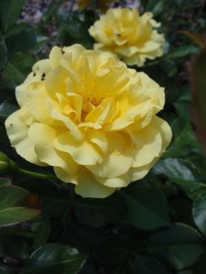 <img300*0:http://elftown.heddate.com/stuff/z/147496/Plants%2520and%2520Pretties%253a%2520Roses%25202/P8040139.JPG>